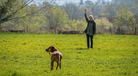 Handling your gundog and casting them left, right and back