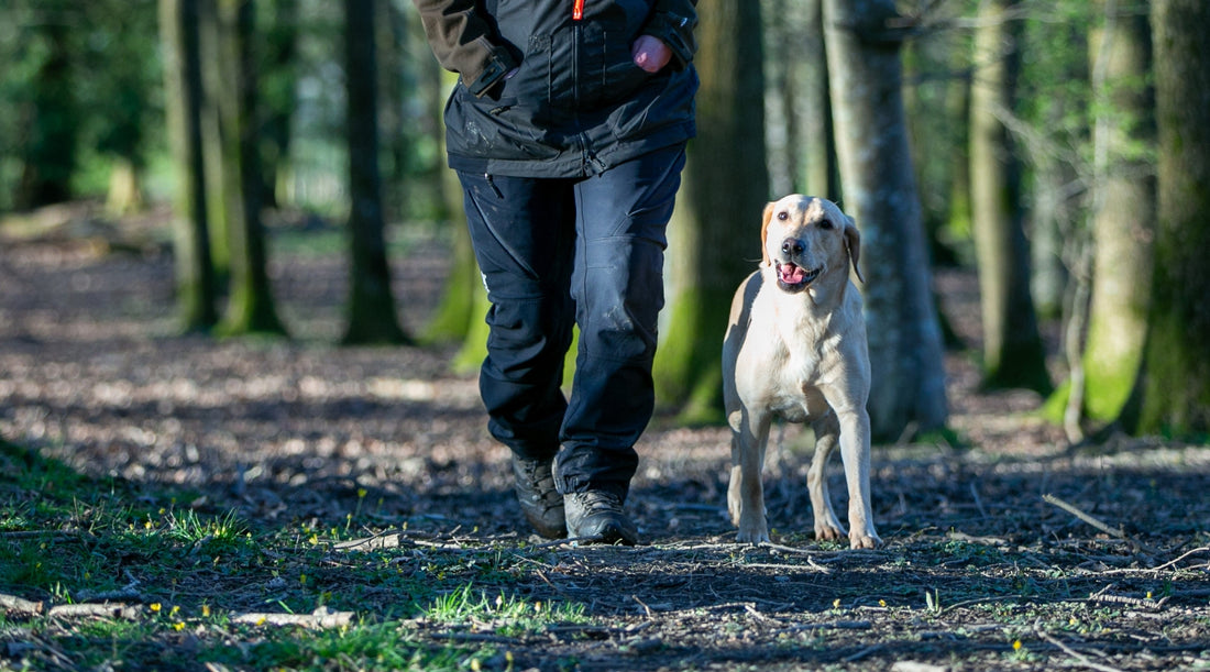 How do I stop my gundog from pulling on the lead?