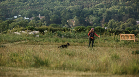 How to get your gundog to hunt with you