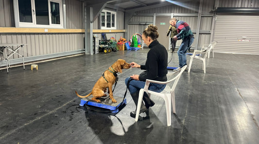 Fun indoor training activities for high-energy gundogs during winter