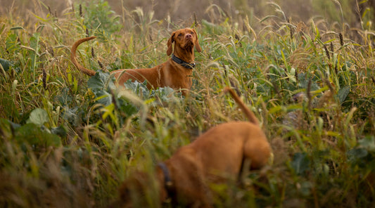 Teaching your gundog the difference between hunting and walking