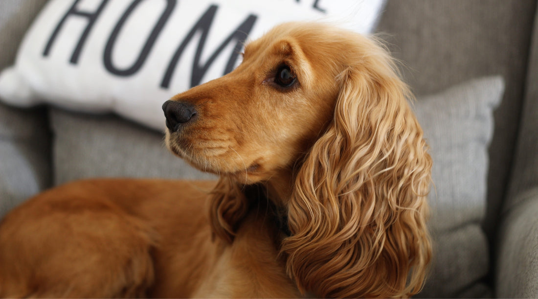 What is the point of doing gundog training with my pet dog if I don’t want to take them on a shoot?