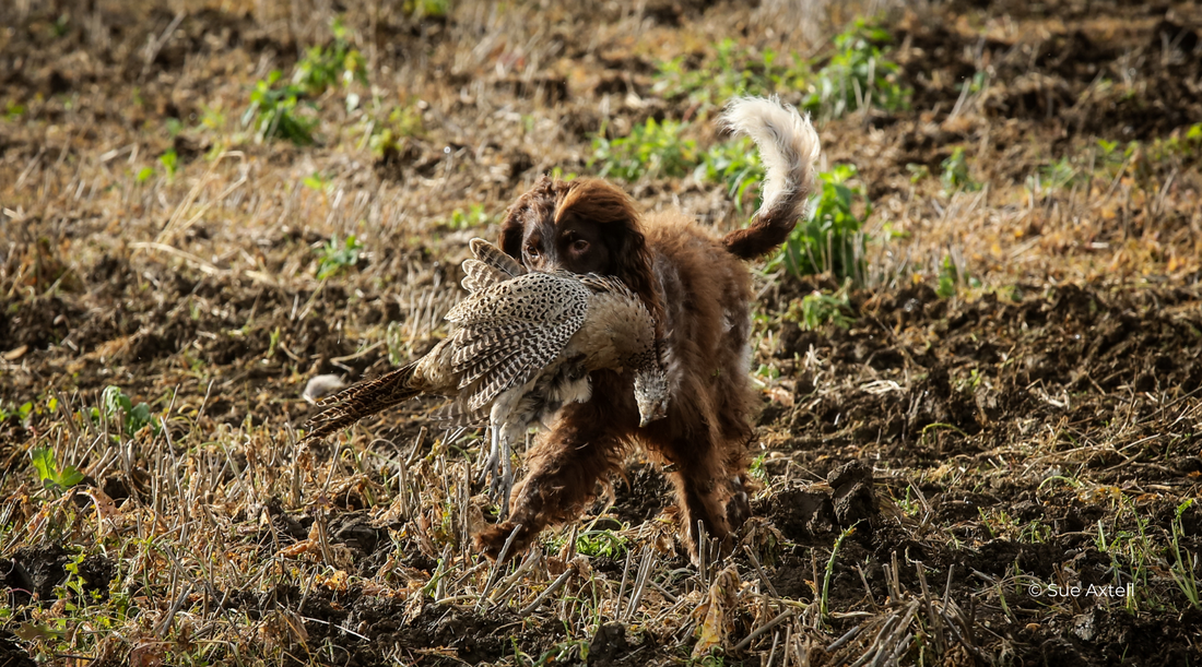 Introducing your gundog to game