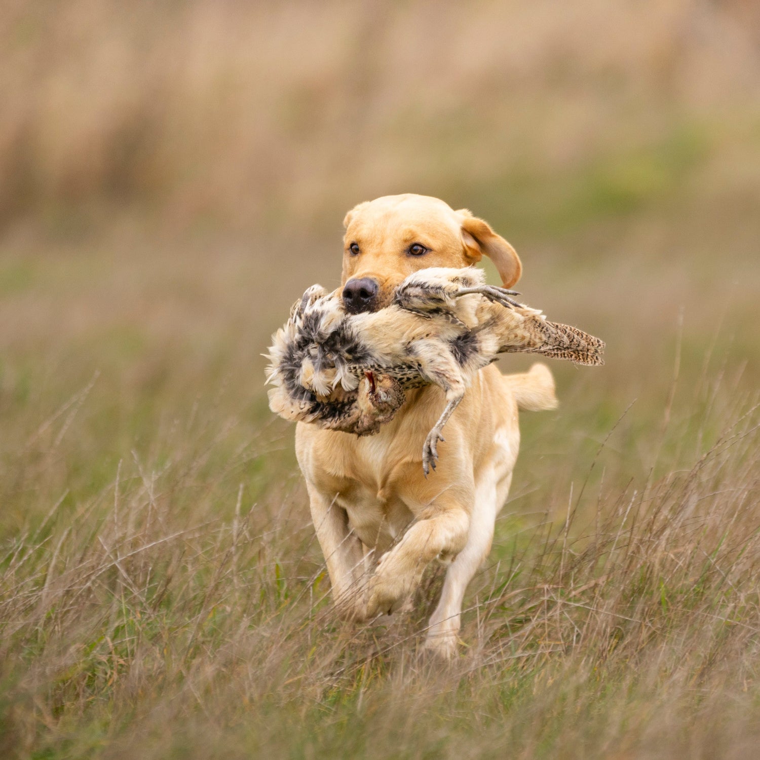 Dog running through a field with game in its mouth