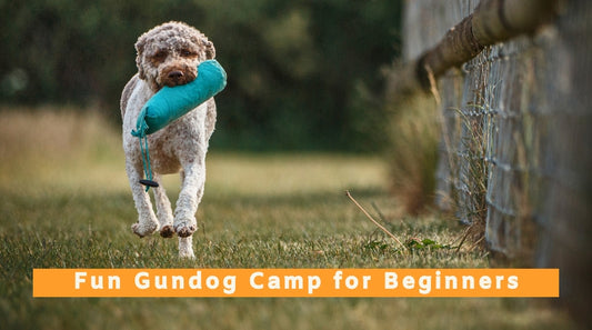 Fun Gundog Camp for Puppies, Beginners and Pet Gundogs - 8th to 12th June 2026