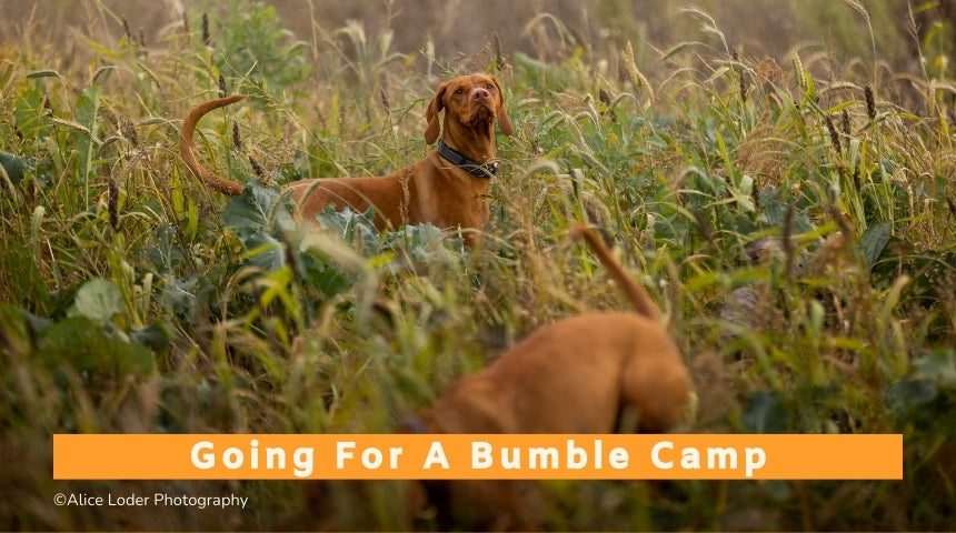 Going for a Bumble Camp