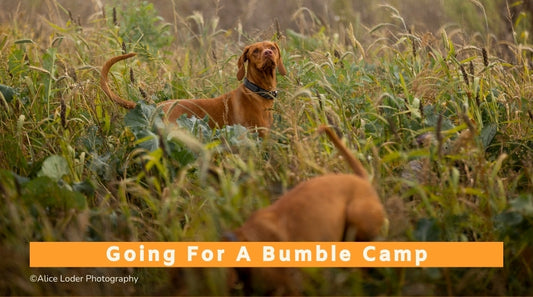 Going for a Bumble Camp