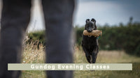 Gundog Evening Classes All Breeds