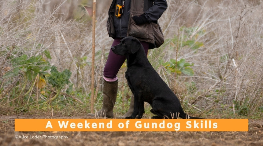 A weekend of gundog skills - 9th to 10th May 2026