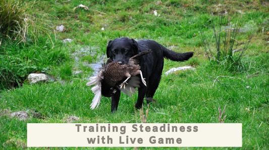 Training Steadiness with Live Game Workshops