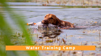 Gundog Water Training Camp - 27th to 31st July 2026