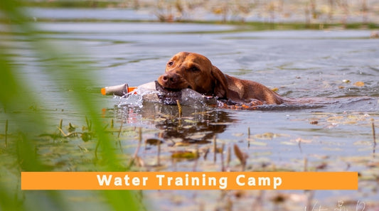 Gundog Water Training Camp - 27th to 31st July 2026
