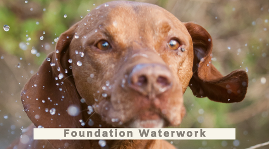 Foundation Water Work For Gundogs All Breeds Summer Camp 15th to 19th July 2024