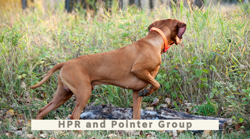 Hpr breeds sales