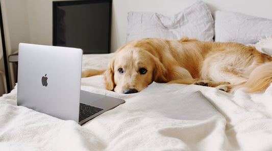 Dog training in a digital age