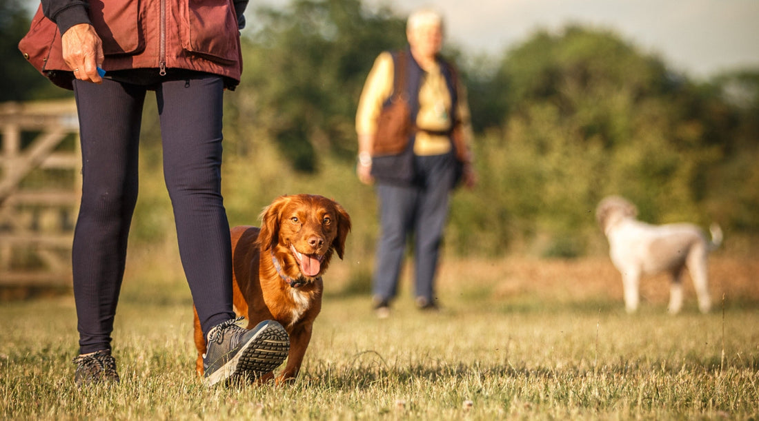Dreaming of a better behaved dog in 2026? It’s time to look at your skills, not your dog’s.