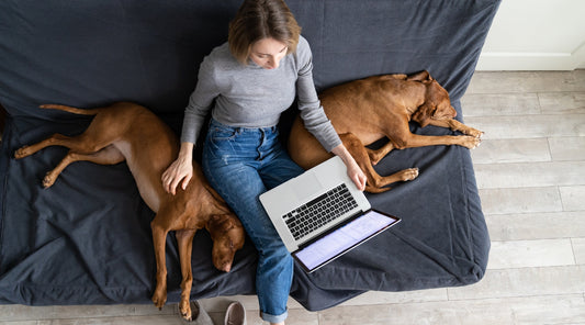 Living with a pet gundog - how to manage a non-working hunting dog in the home