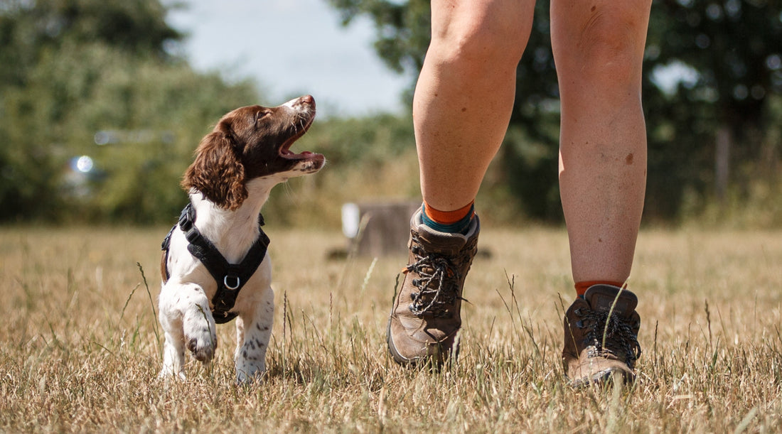 New to gundog training? Here’s where to start
