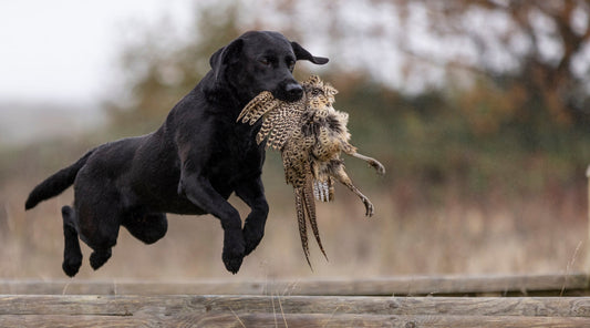 Gundog fitness: Preventing injuries this shooting season, including heat stress