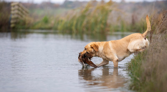 Sending your gundog over water