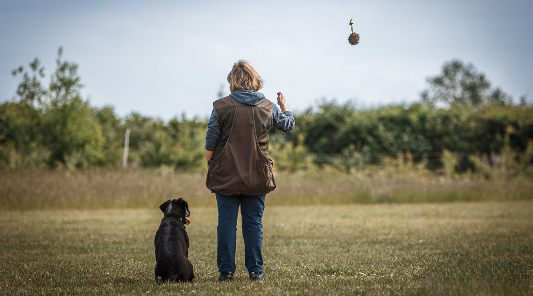 Steadiness: what it means for our gundogs and how to train it