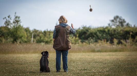 Steadiness: what it means for our gundogs and how to train it