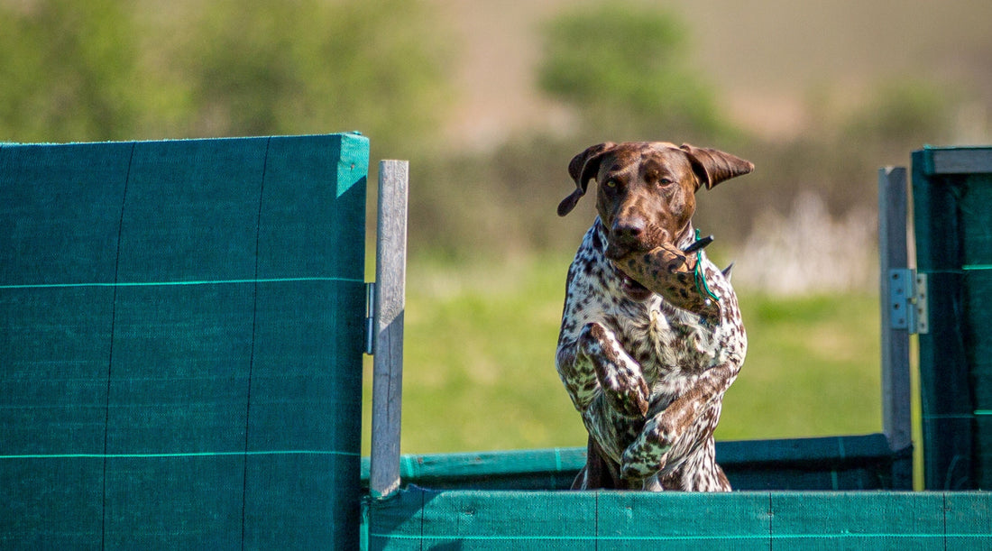 Teaching your gundog to jump over obstacles safely