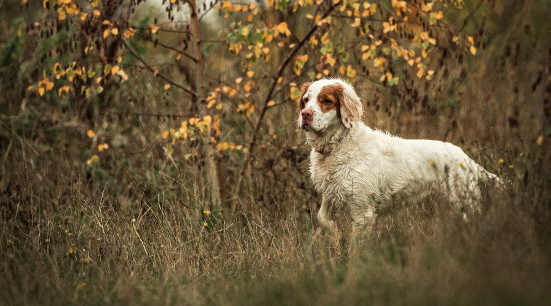 Training your gundog to stop to shot