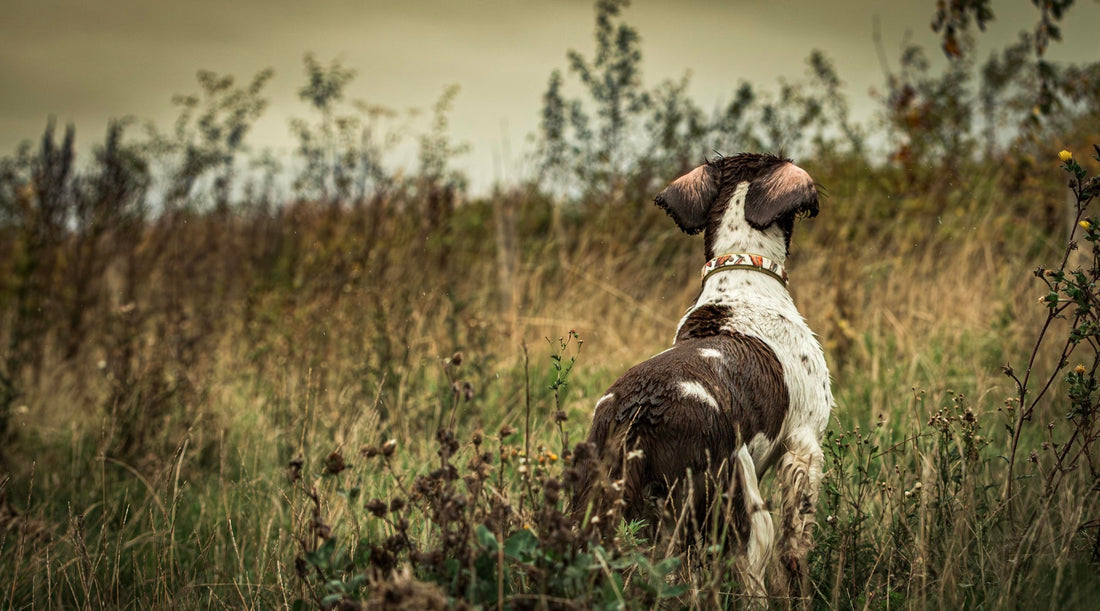 Why doesn’t my gundog come back on the recall whistle when we’re in the countryside?