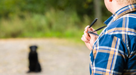 Why gundog handlers find the stop whistle such a challenge