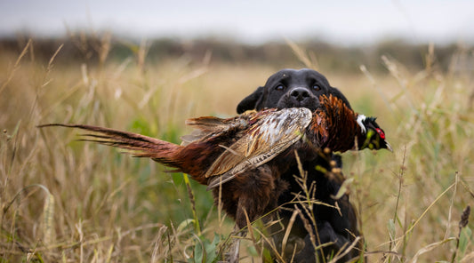 Gundog fitness: Preventing injuries this shooting season