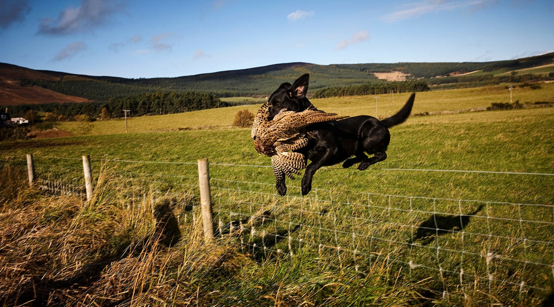 Leaping into January 2024: teaching your gundog to jump over obstacles safely