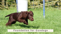 Foundation for Gundogs All Breeds (1PM Start)