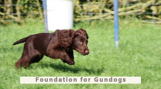 Foundation for Gundogs All Breeds with Becky (1PM Start)