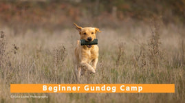 Beginner Gundog Camp (All Breeds) - 2nd to 6th June 2025