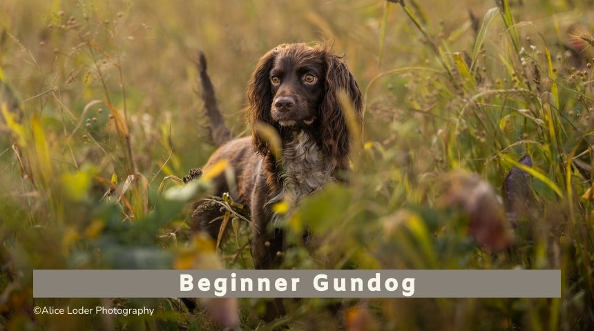 Beginner Gundog (All Breeds) with Becky (1PM Start)