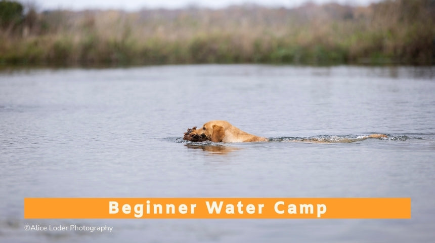 Beginner Gundog Water Training Camp (All Breeds) -  28th July to 1st August 2025