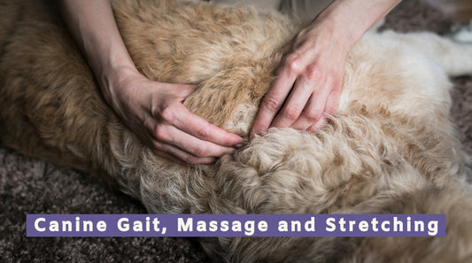 Canine Gait, Massage and Stretching Workshop
