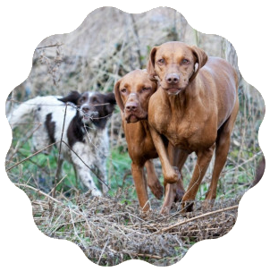 Clicker gundog helen 2024 phillips