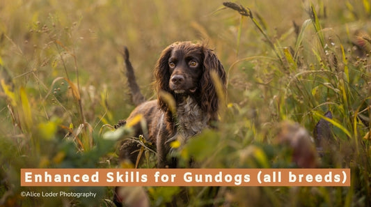 Enhanced Skills for Gundogs (All breeds)
