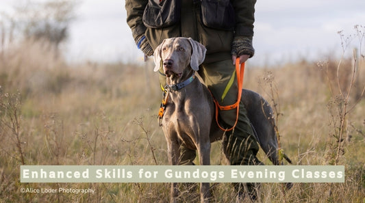 Enhanced Skills for Gundogs Evening Classes (all breeds)