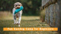 Fun Gundog Camp for Puppies, Beginners and Pet Gundogs - 8th to 12th June 2026