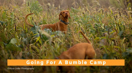 Going for a Bumble Camp (All Breeds) - 14th to 16th August 2025
