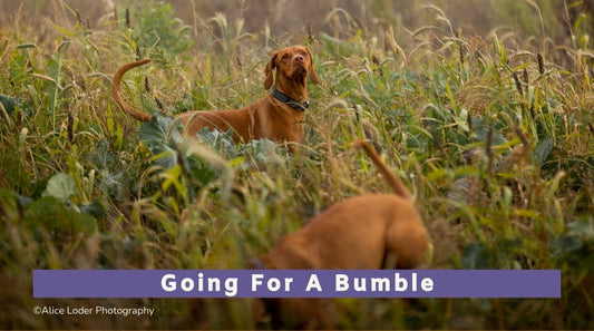 Going for a Bumble Workshop (All Breeds) - 15th to 16th March 2025