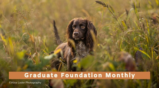 Graduate Foundation Skills for Gundogs (All breeds)