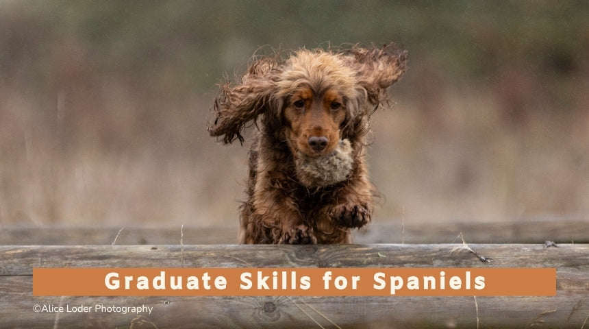 Graduate Skills for Spaniels Monthly Group