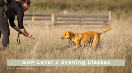 Foundation GAP Level 1 Evening Classes (All breeds)