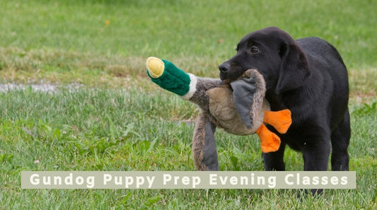 Gundog Puppy Prep Evening Classes (All breeds)