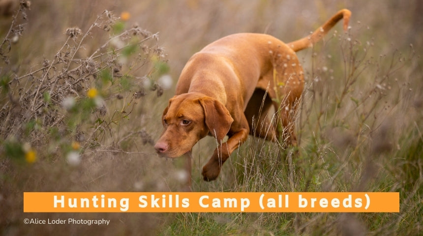 Hunting Skills Camp (All Breeds) - 8th to 12th September 2025