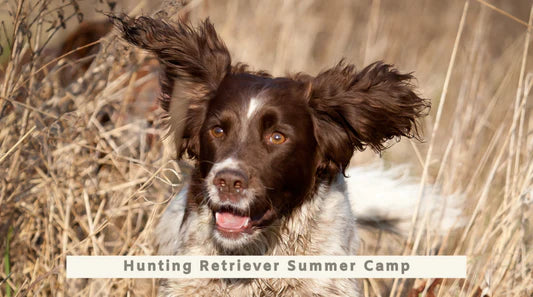 Hunting Retriever Summer Camp - 19th to 23rd August 2024